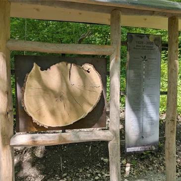 Eichen-Baumscheibe mit Pins für historische Daten neben einer zugehörigen Infotafel aufgehängt an einem Robinienstamm-Gestell am Lehrpfad zur Burgruine Hohenburg in Lenggries